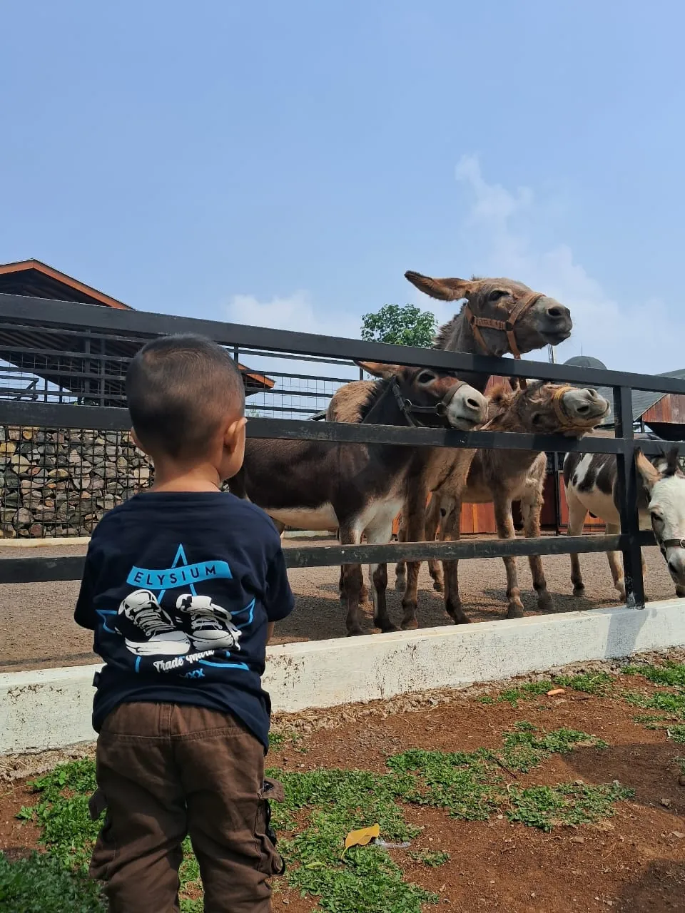 Anak menikmati melihat keledai di area hewan taman wisata.